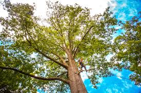 Best Commercial Tree Services  in Commerce, GA