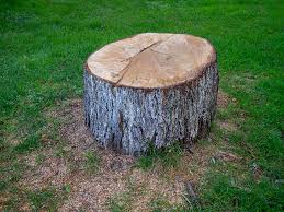 Best Tree Planting  in Commerce, GA