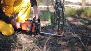 Best Tree and Shrub Care  in Commerce, GA
