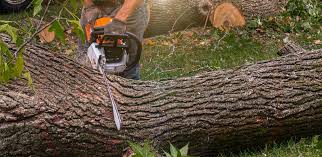 Best Tree Mulching  in Commerce, GA