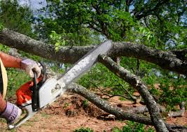 Best Emergency Tree Removal  in Commerce, GA