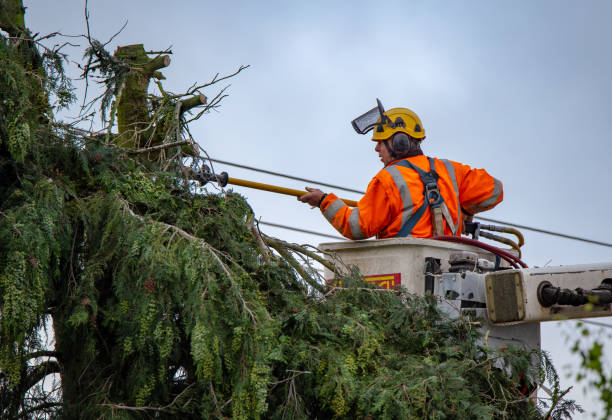 How Our Tree Care Process Works  in  Commerce, GA
