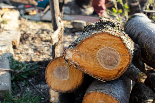 Best Tree Trimming and Pruning  in Commerce, GA