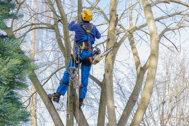 Best Root Management and Removal  in Commerce, GA