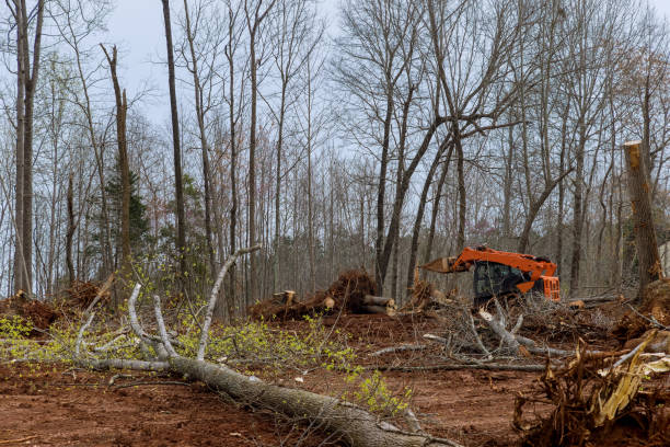 Reliable Commerce, GA Tree Care Solutions
