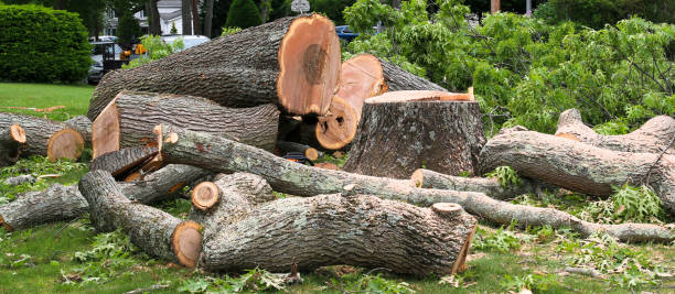 Best Fruit Tree Pruning  in Commerce, GA
