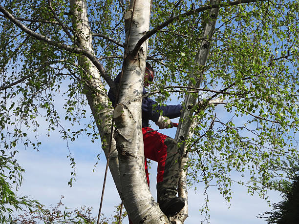 Best Arborist Consultation Services  in Commerce, GA