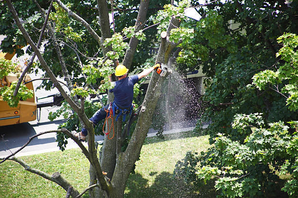 Best Stump Grinding and Removal  in Commerce, GA