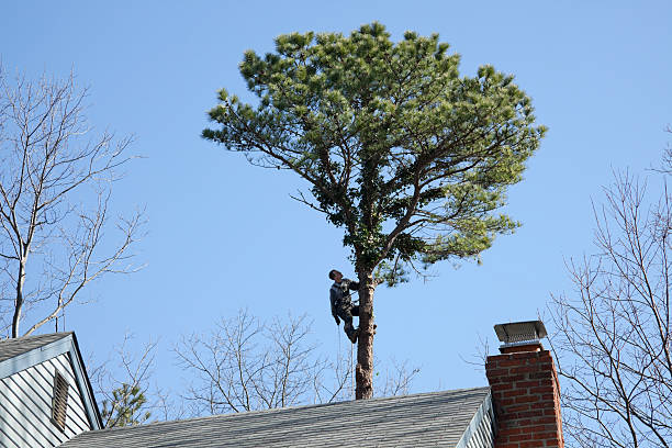 Best Tree Cabling and Bracing  in Commerce, GA