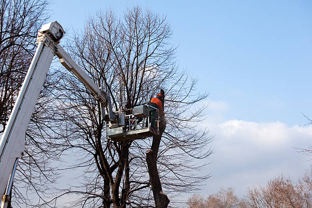 Best Tree Maintenance Programs  in Commerce, GA