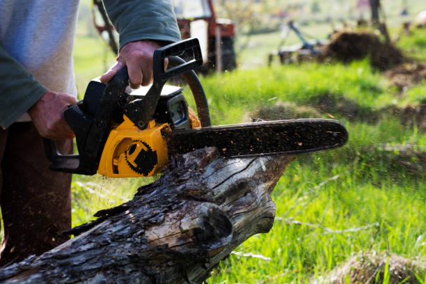 Best Lawn Renovation and Restoration  in Commerce, GA
