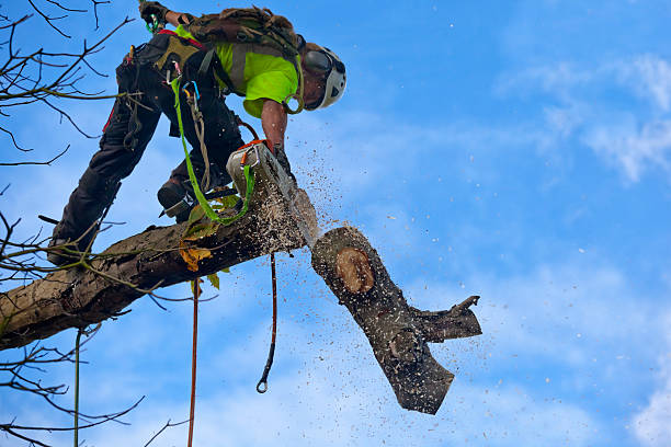 Best Lawn Watering Services  in Commerce, GA